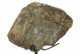 Fossil Hadrosaur Metatarsal Section w/ Metal Stand - South Dakota #378536-1